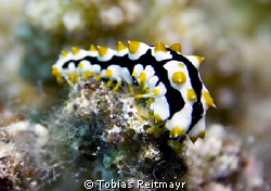 Is it a nudi? More a juvenile Graeff´s sea cucumber...Abu... by Tobias Reitmayr 